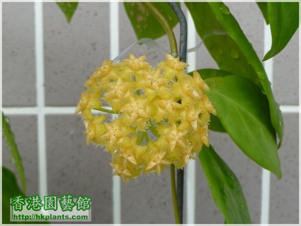 Hoya Mindorensis Yellow Corona-2016-010.JPG