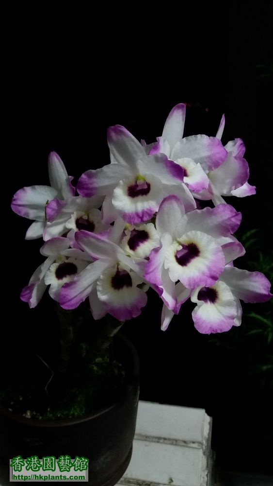 Den. Love Memory 'Fizz'