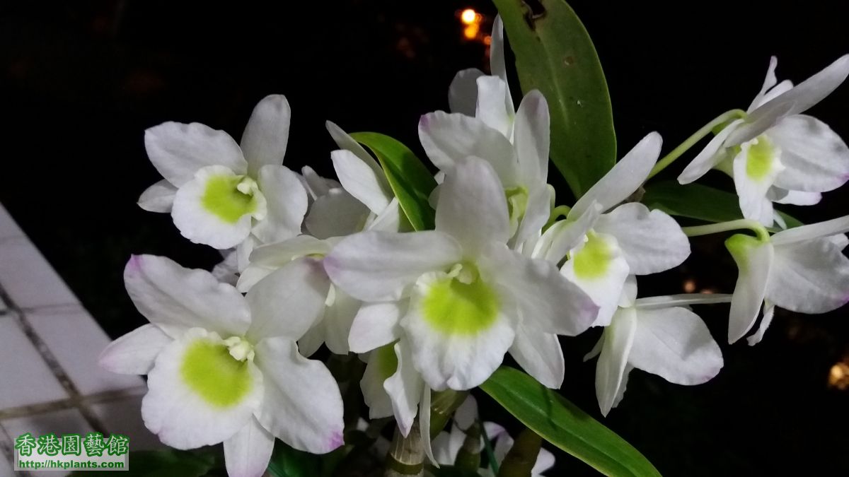 Dendrobium 'Spring Jewel Miki' 