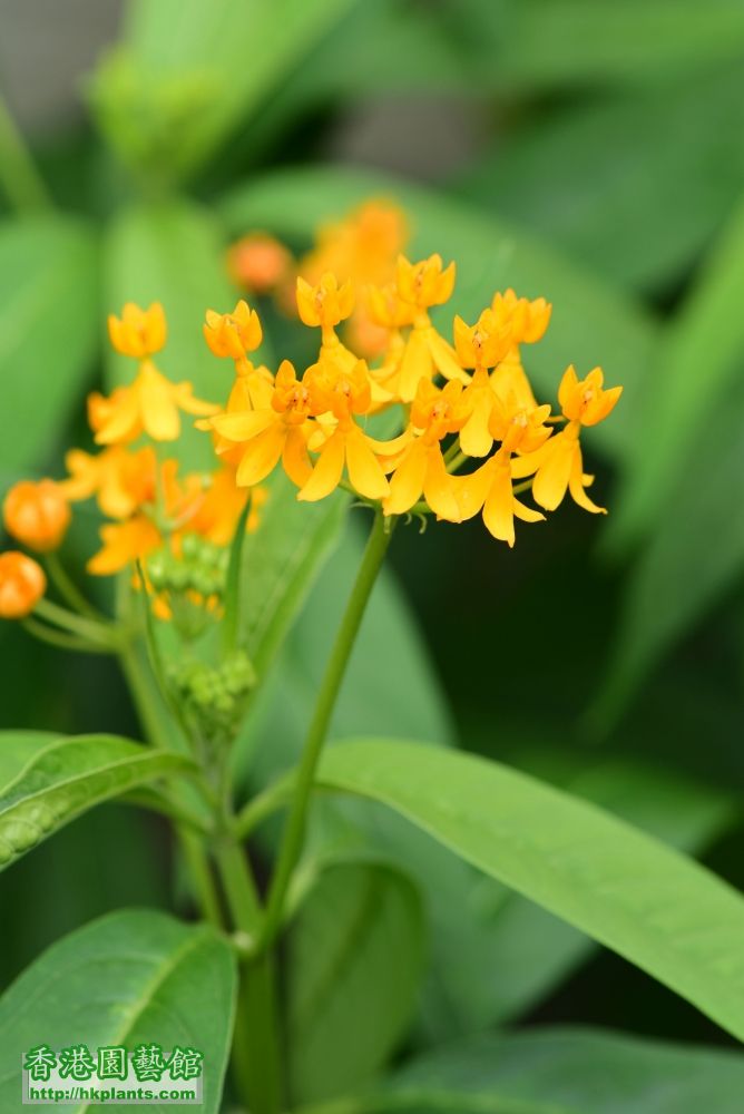 (102) 連生桂子花 馬利筋.JPG