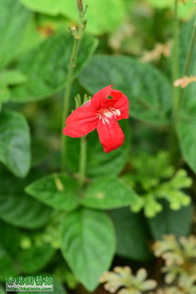 (150) 紅花蘆莉.JPG