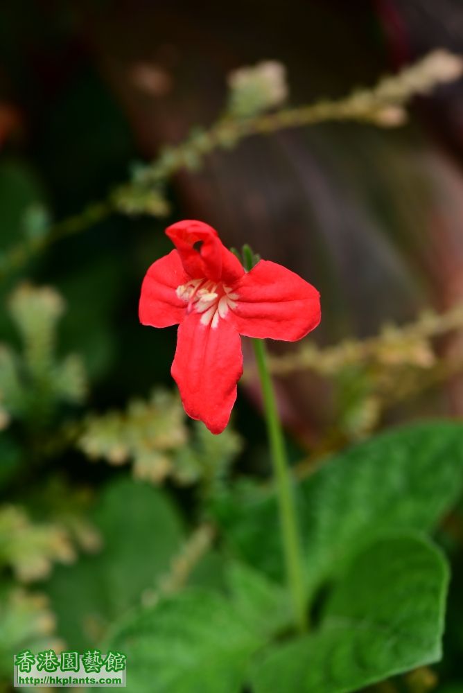 (152) 紅花蘆莉.JPG
