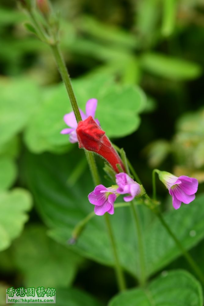 (153) 紅花蘆莉.JPG