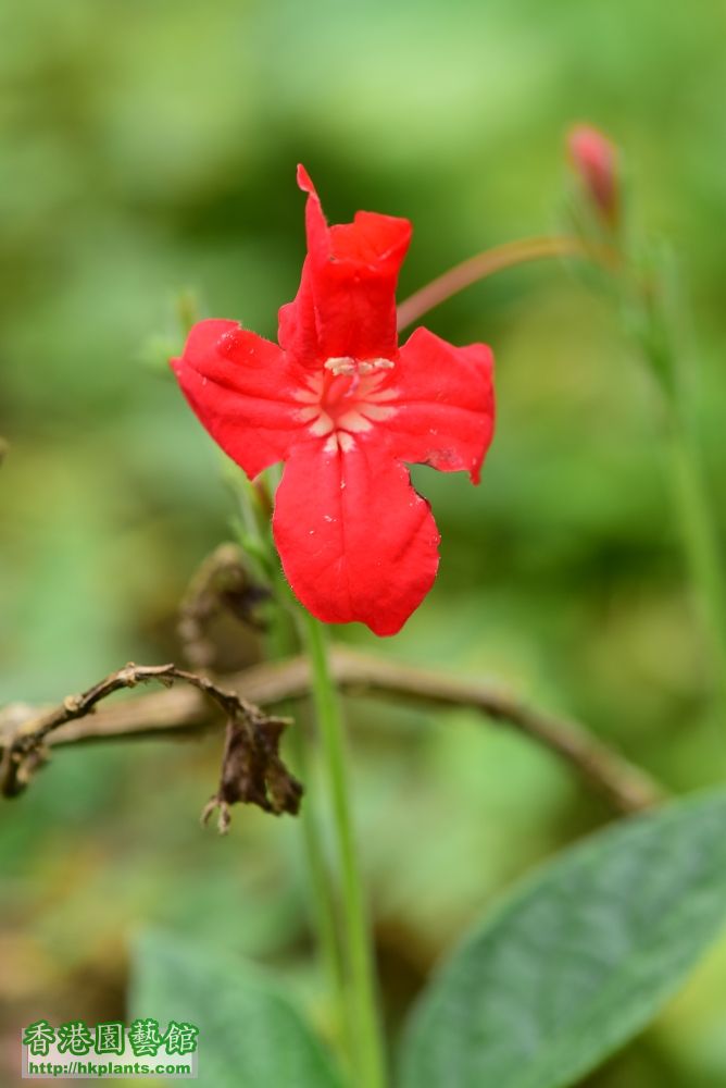 (155) 紅花蘆莉.JPG