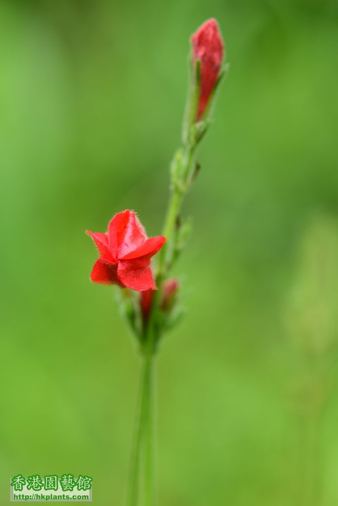 (156) 紅花蘆莉.JPG