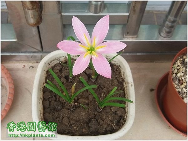 Zephyranthes 'El Cielo'-2016-009.jpg