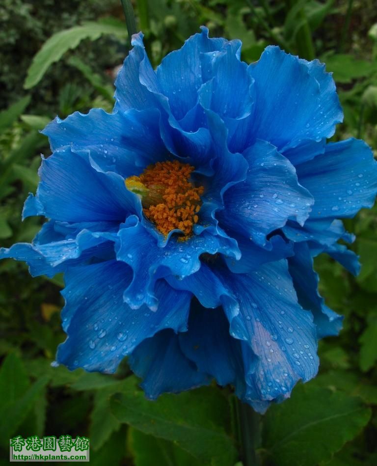 My friend grow this peony-like blue poppy