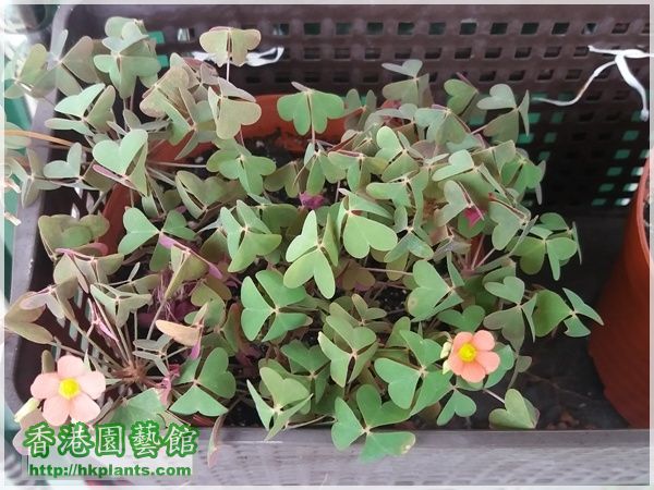 Oxalis Stenorrhyncha-2015-021.jpg