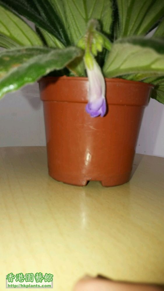 紫皮草（primulina）