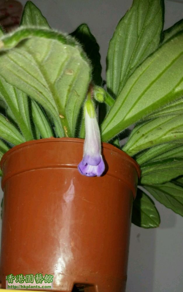 紫皮草（primulina）