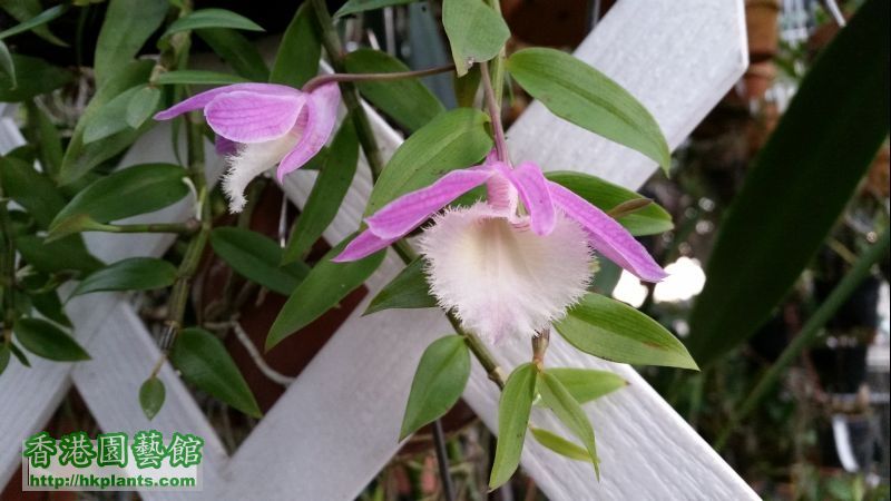 上年高芽,今年開花.