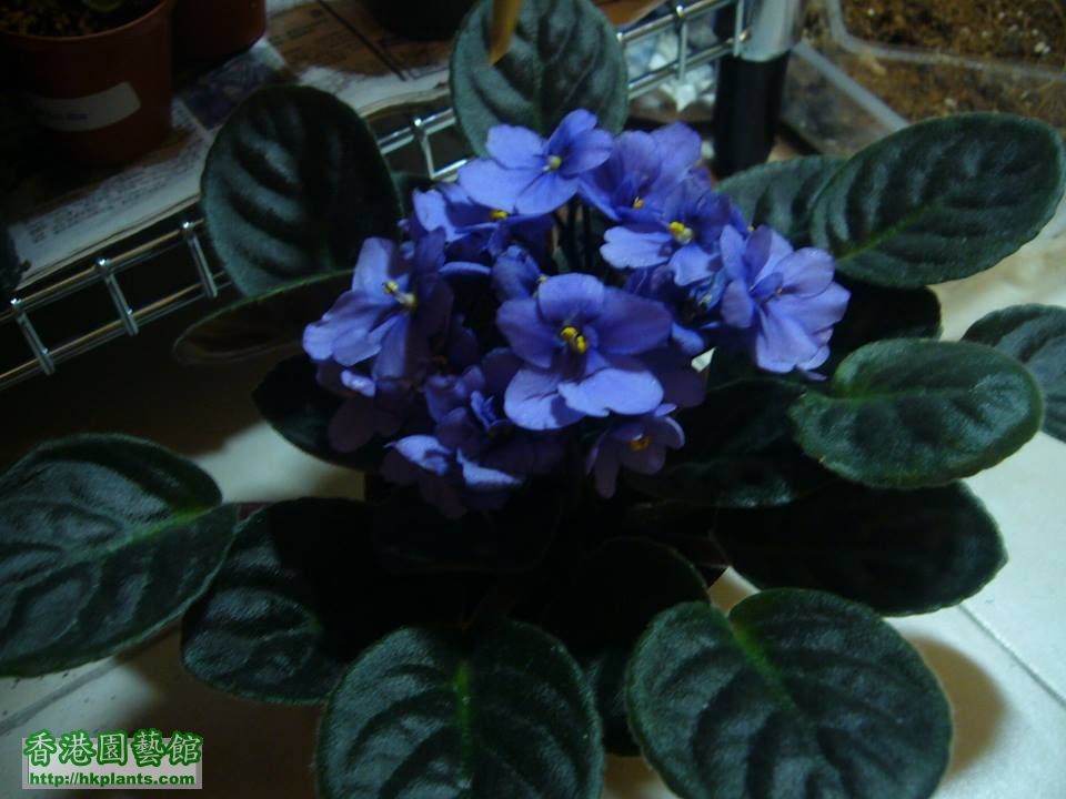 藍色非洲紫羅蘭