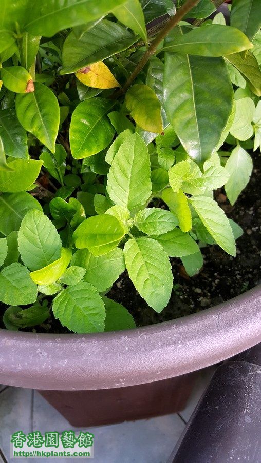 甲炮 Thai holy basil