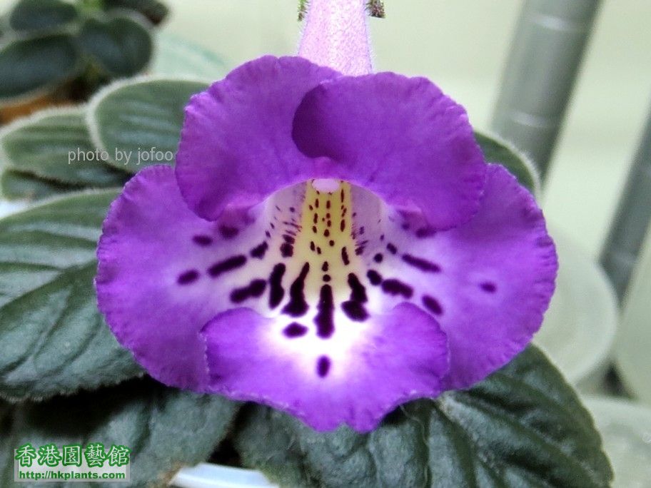 S. Liu's Purple Gentle -a 20 Oct 2014.jpg