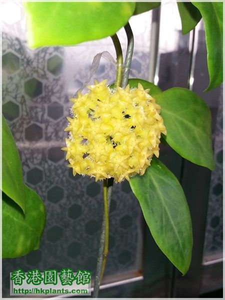 Hoya Mindorensis Yellow Corona-2016-015.jpg
