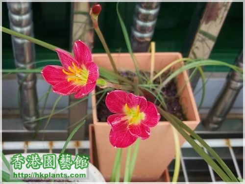 Zephyranthes katherinae 'Jacala Red'-2016-009.jpg