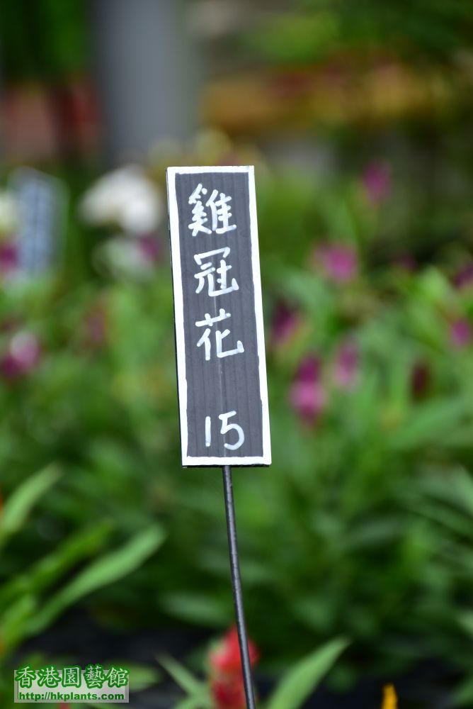 DSC_0822雞冠花 (1).JPG