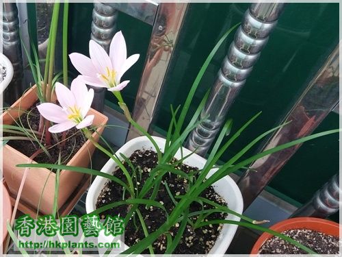 Zephyranthes 'El Cielo'-2016-015.jpg