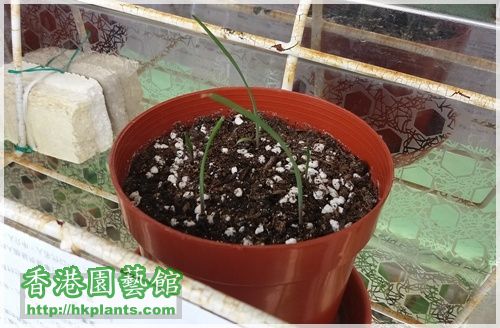 Zephyranthes Cooperia traubii-2016-004.jpg