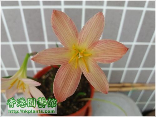 Zephyranthes Sunset Strain-2016-006.jpg