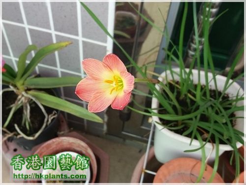 Zephyranthes-粉紅-2016-010.jpg