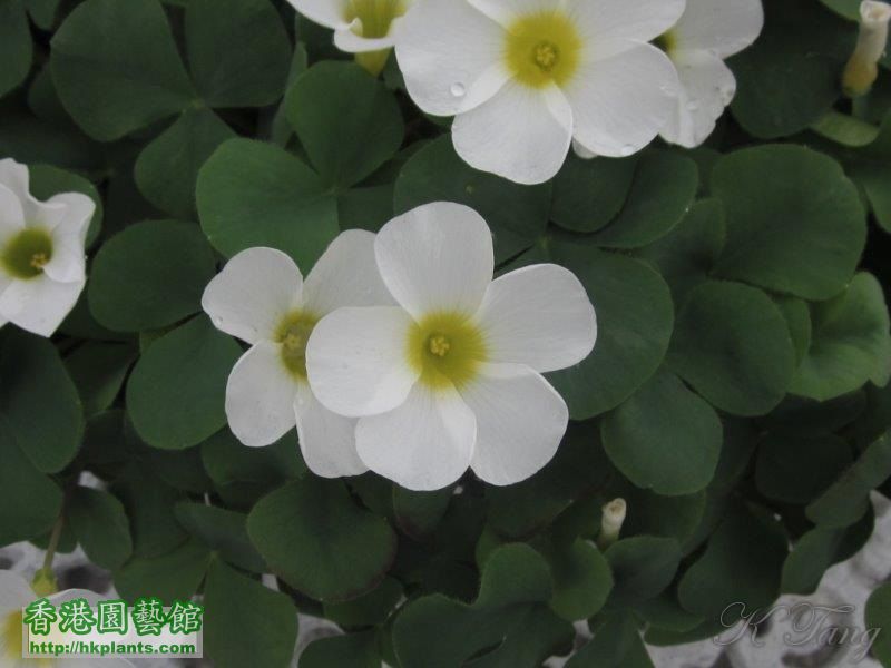 Oxalis purpurea white.jpg