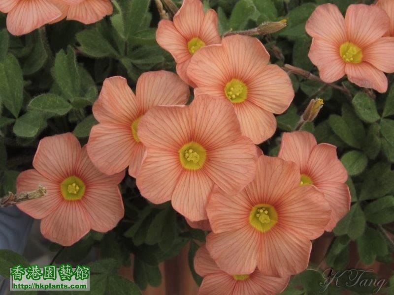 Oxalis obtusa sunglow.jpg