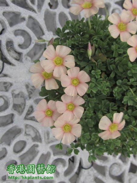 Oxalis obtusa cream puff.jpg