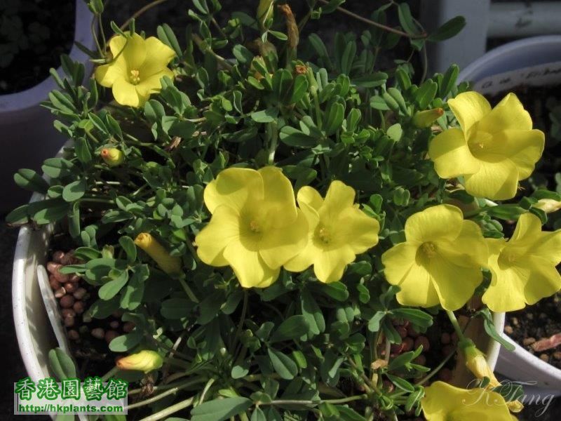 Oxalis namaquana.jpg