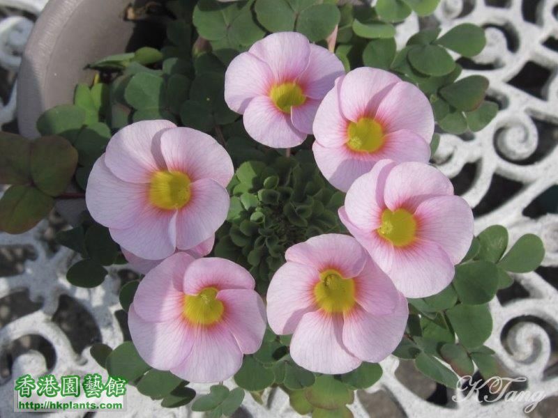 Oxalis purpurea ulifoura.jpg