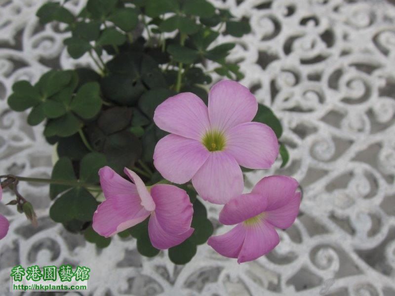 Oxalis sp. 碗豆花.jpg