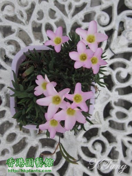 Oxalis parma pink.jpg