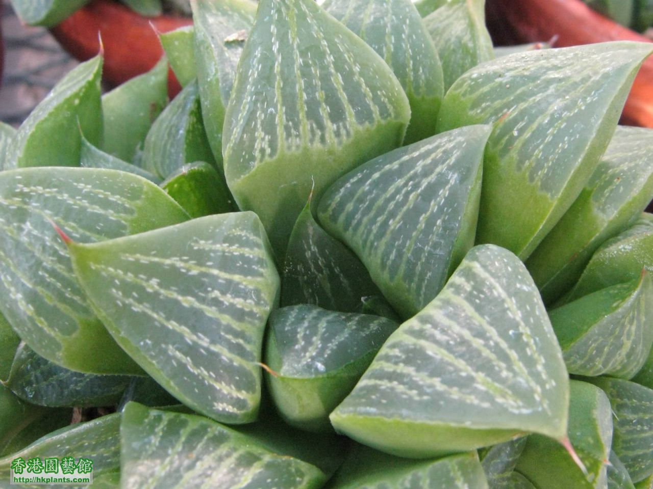 Haworthia