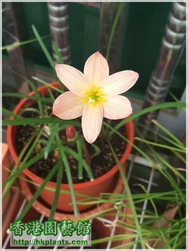 Zephyranthes Sunset Strain-2016-008.jpg