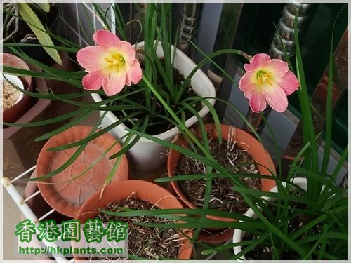 Zephyranthes-粉紅-2016-011.jpg