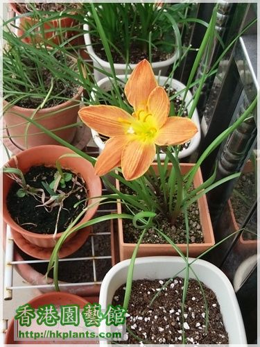 Zephyranthes Java-2016-007.jpg