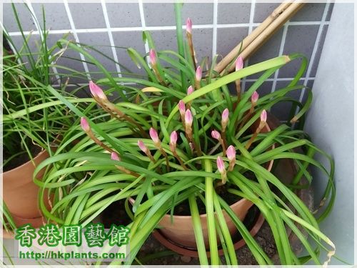 Zephyranthes sp. Labuffarosa 'Lily Pies'-2016-003.jpg