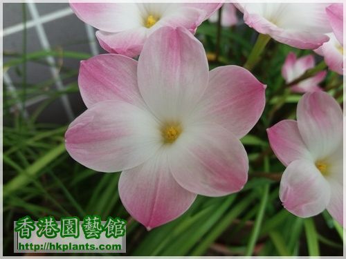 Zephyranthes sp. Labuffarosa 'Lily Pies'-2016-004.jpg