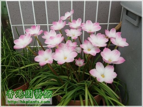 Zephyranthes sp. Labuffarosa 'Lily Pies'-2016-005.jpg