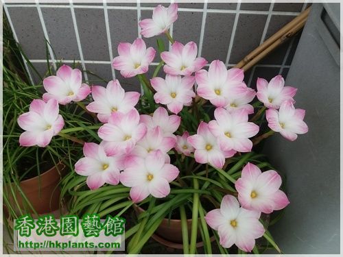 Zephyranthes sp. Labuffarosa 'Lily Pies'-2016-006.jpg