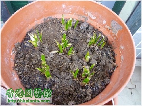 Zephyranthes sp. Labuffarosa 'Lily Pies'-2015-002.JPG