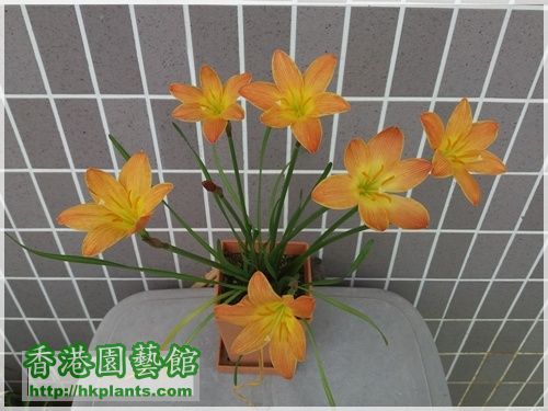 Zephyranthes Java-2016-012.jpg