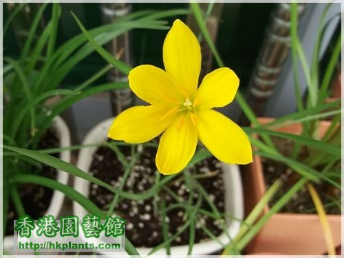 Zephyranthes 黃花-2016-005.jpg