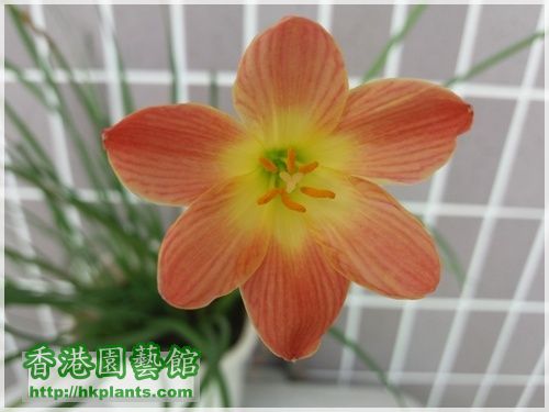 Zephyranthes-粉紅-2016-012.jpg