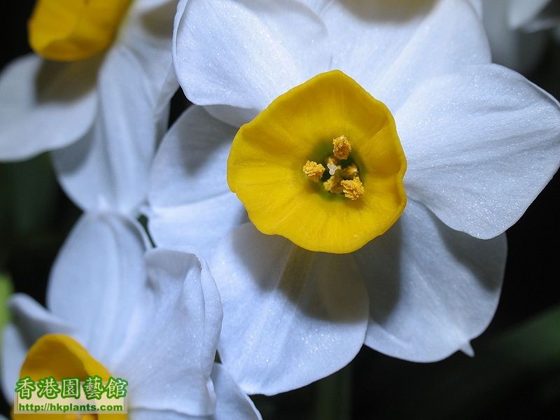 narcissus-flower-10.jpg