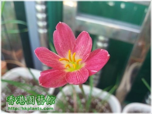 Zephyranthes katherinae 'Jacala Red'-2016-014.jpg