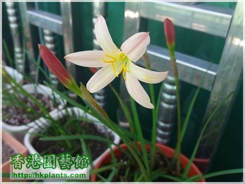 Zephyranthes Sunset Strain-2016-017.jpg