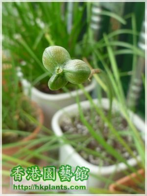 Zephyranthes 黃花-2016-006.JPG