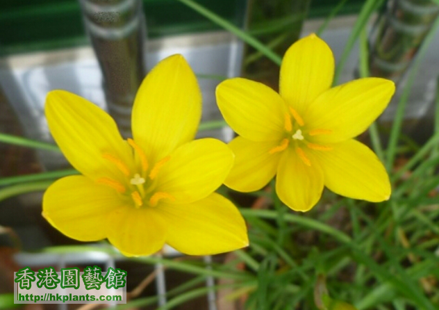 b17大的深黃色大花風雨蘭。