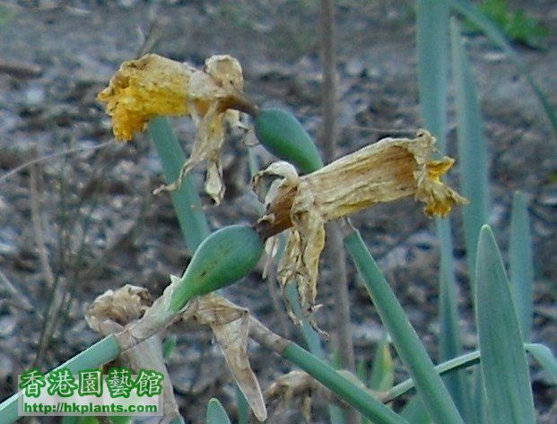 Daffodil Seed Pod.jpg
